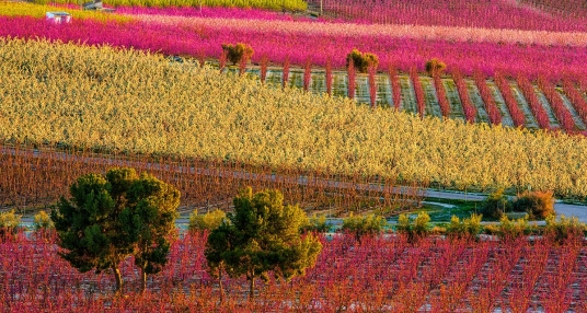 viaje foto La Floración de Cieza 2024
