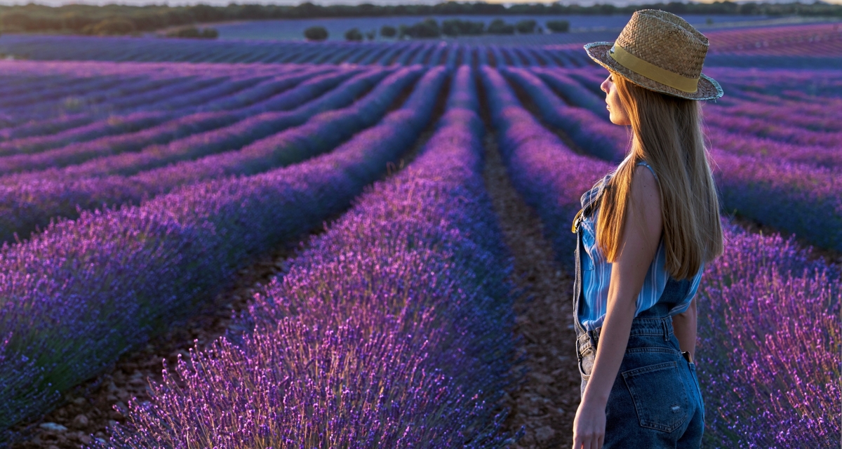 viaje foto Floración de Lavanda de Brihuega 2024