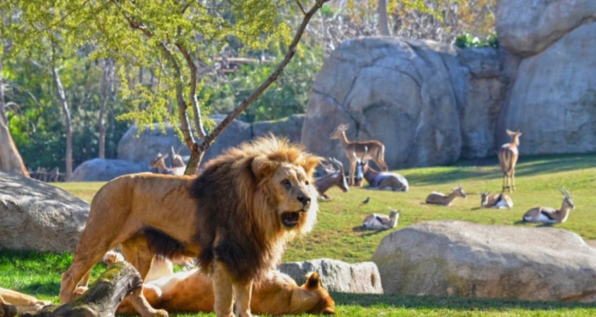 viaje foto Bioparc y la Pequeña Venecia Valenciana 2024 I