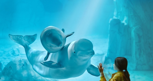 viaje foto Oceanogràfic y Museo de las Ciencias Agosto 2024
