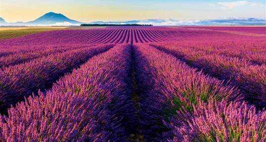 viaje foto Floración de Lavanda de Brihuega 2025