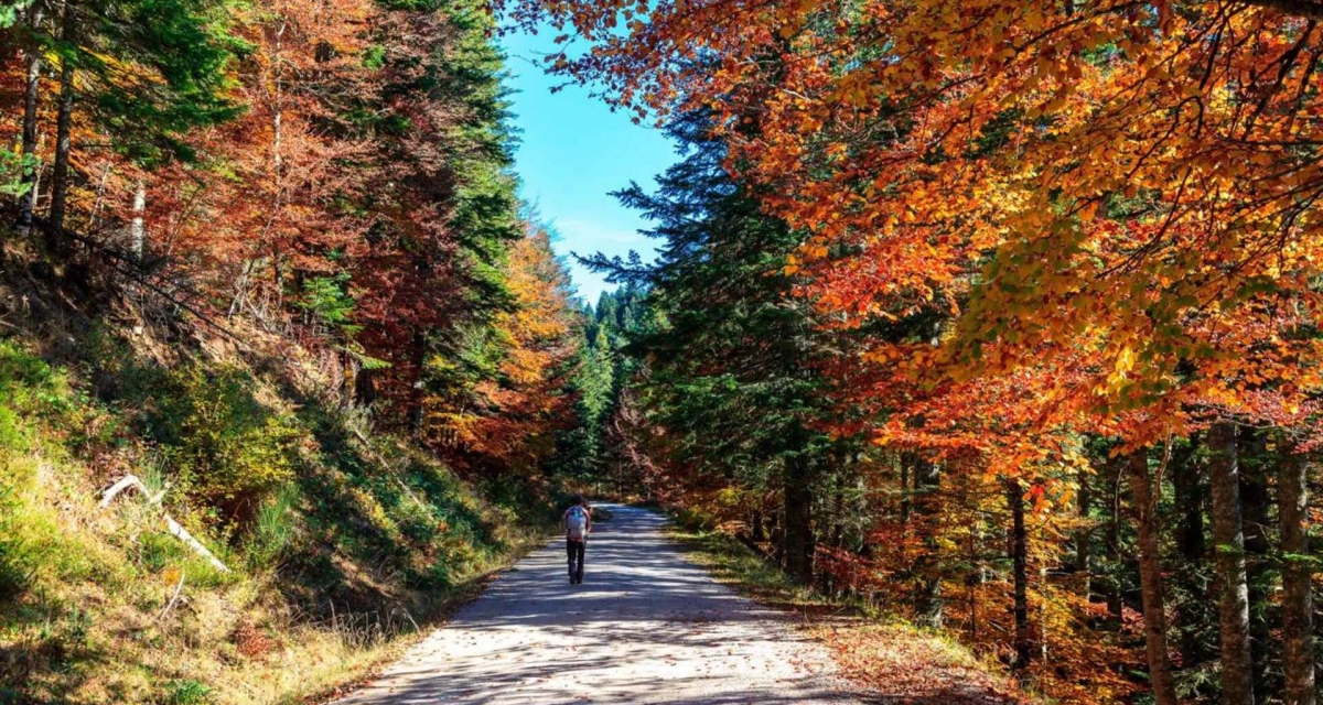viaje foto La Selva de Irati y Navarra 2025