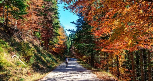 viaje foto La Selva de Irati y Navarra 2025